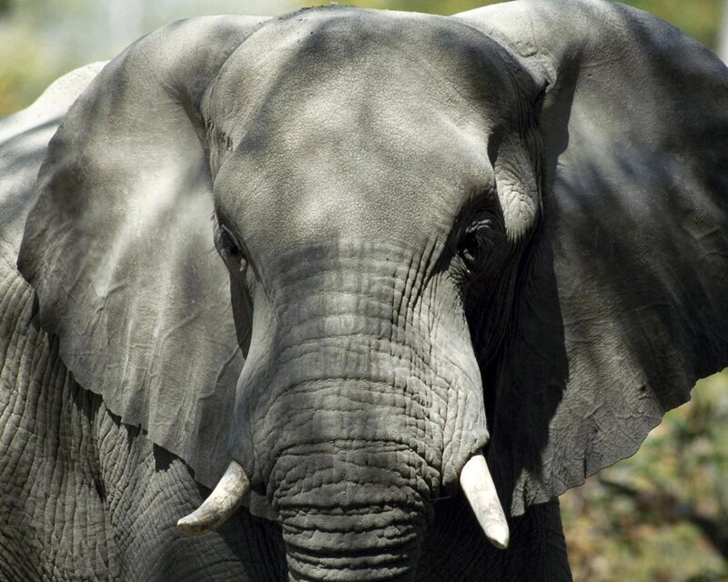 Close-up of an elephant