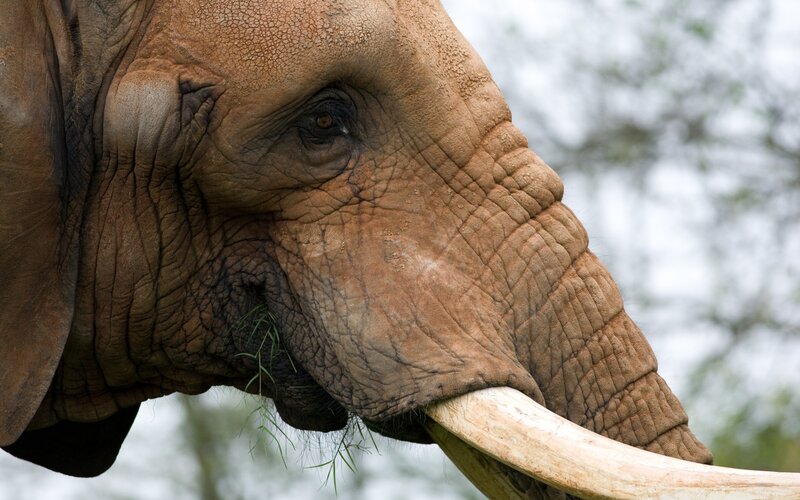 Close-up of an elephant eating