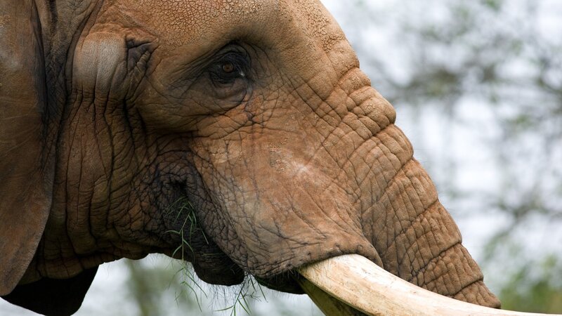 Close-up of an elephant eating