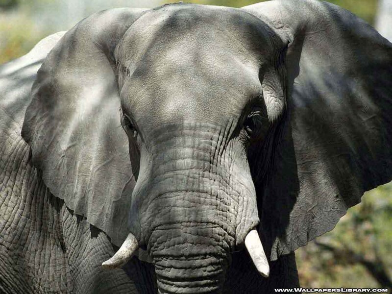 Close-up of an Elephant — Gray