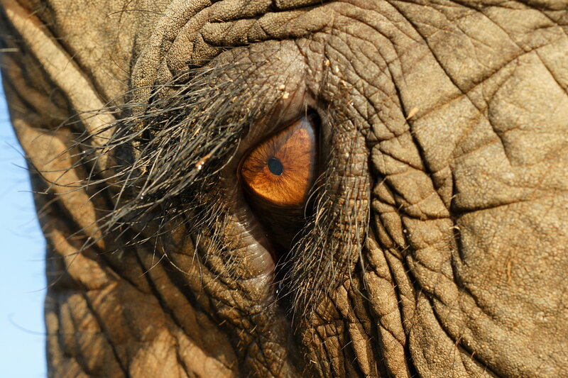 Close-up of an elephant's eye
