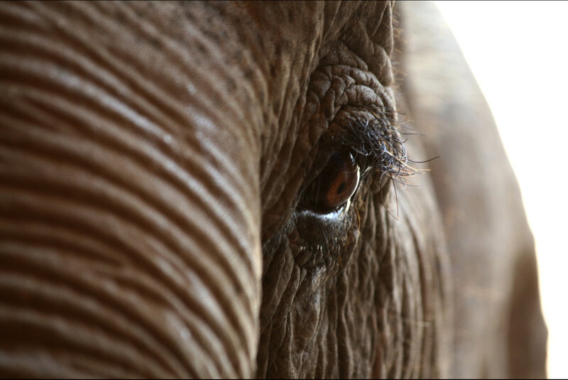 close-up of an elephant's eye