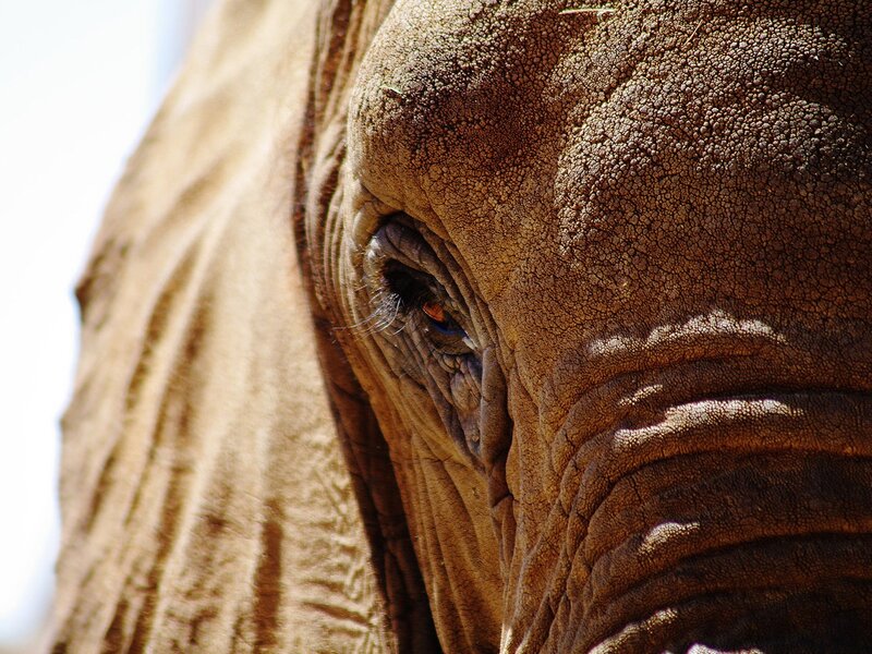 close-up of an elephant's eye