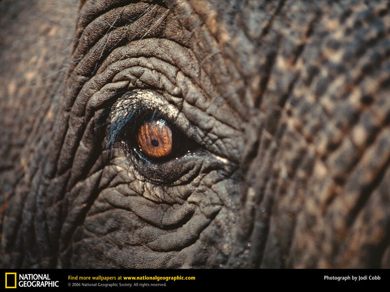 Close-up of an elephant's eye