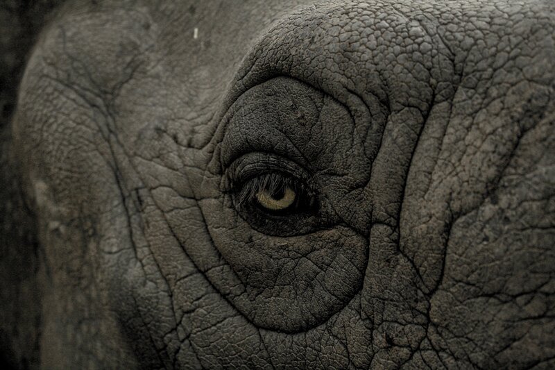 close-up of an elephant's eye
