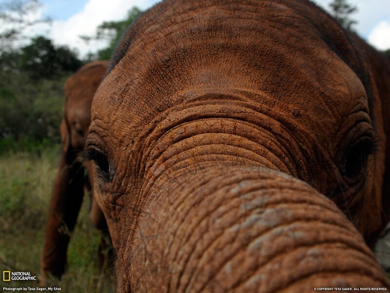 Close-up of an elephant's face