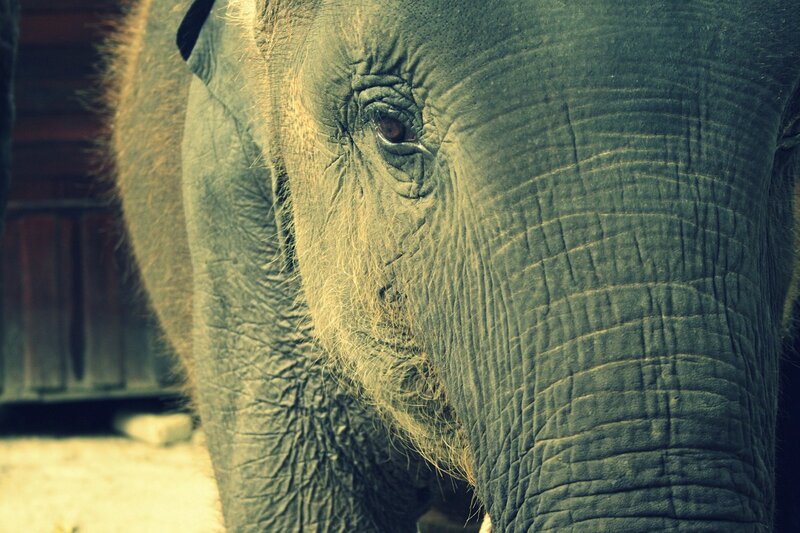 close-up of an elephant's face