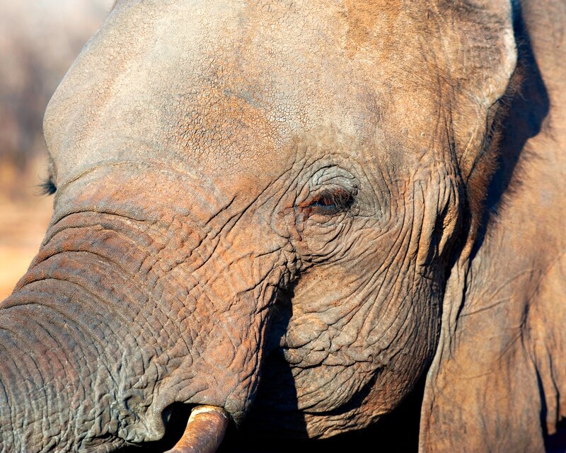 close-up of an elephant's face