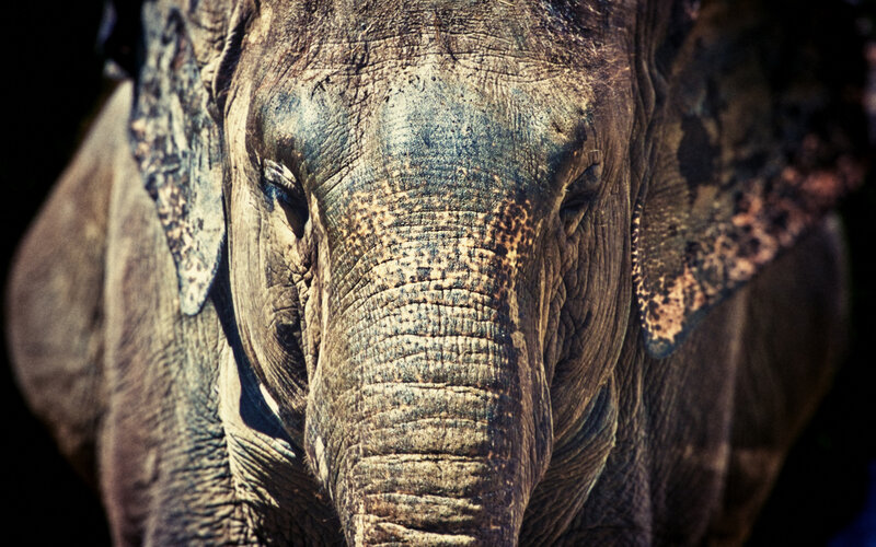 close-up of an elephant's face