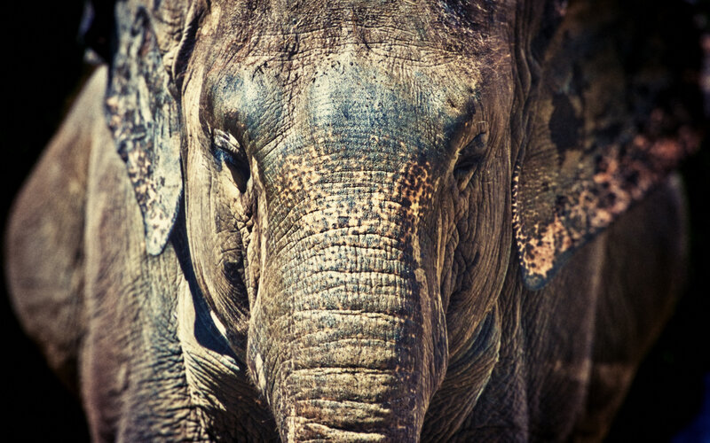 close-up of an elephant's face