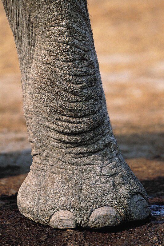 Close-up of an elephant's foot