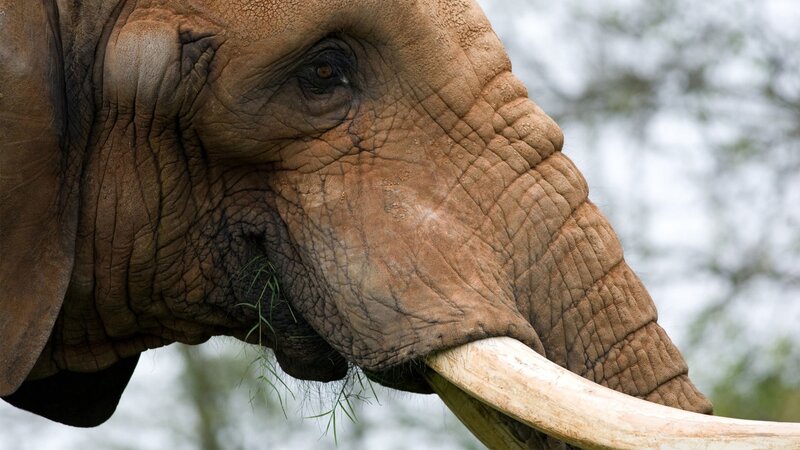 close-up of an elephant's head