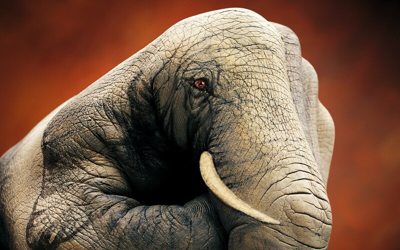 Close-up of an elephant's head