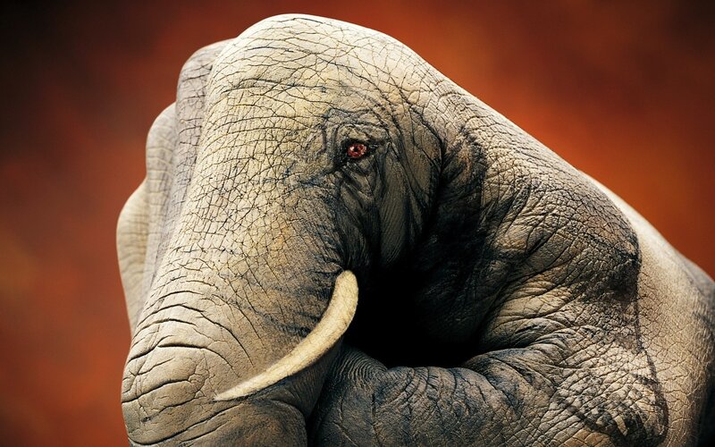 close-up of an elephant's head