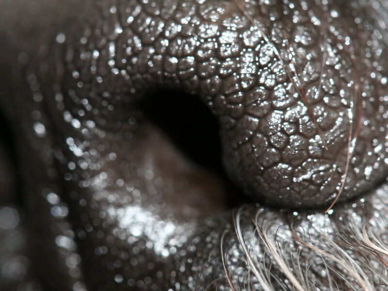 close-up of an elephant's nose