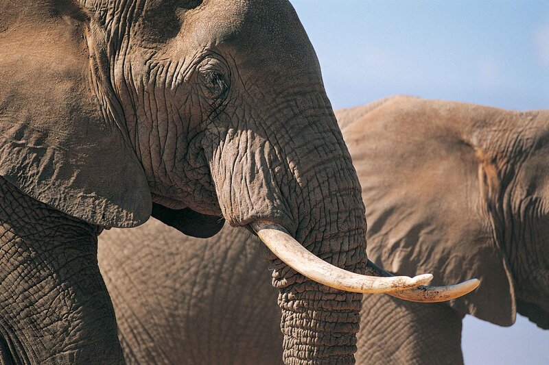 Close-up of an elephant with tusks