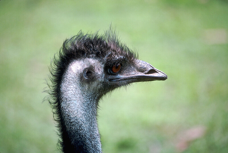 Close-up of an emu head