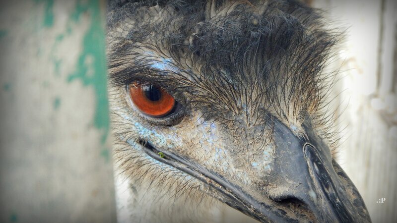Close-up of an emu's face