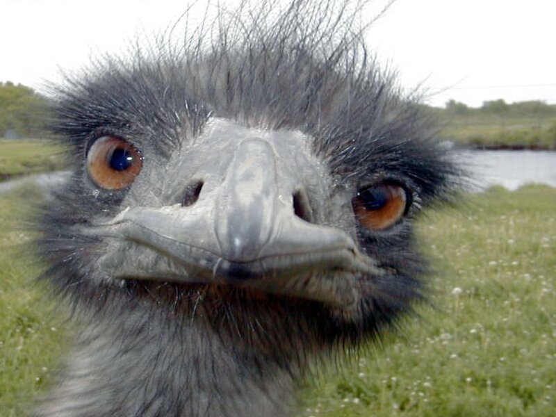 close-up of an emu's face