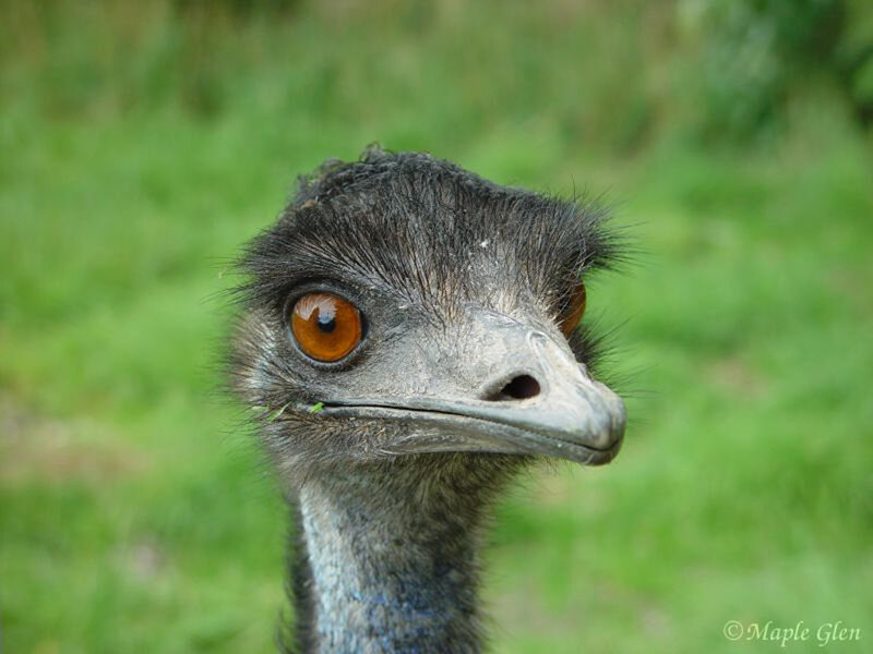 Close-up of an emu's head