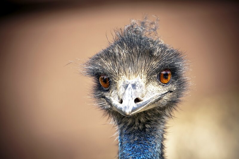 Close-up of an emu's head