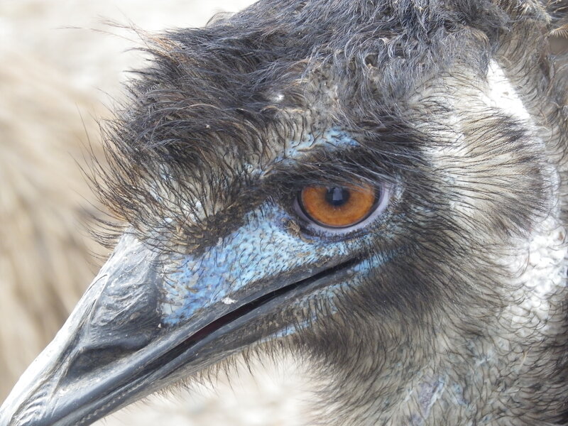 Close-up of an emu's head