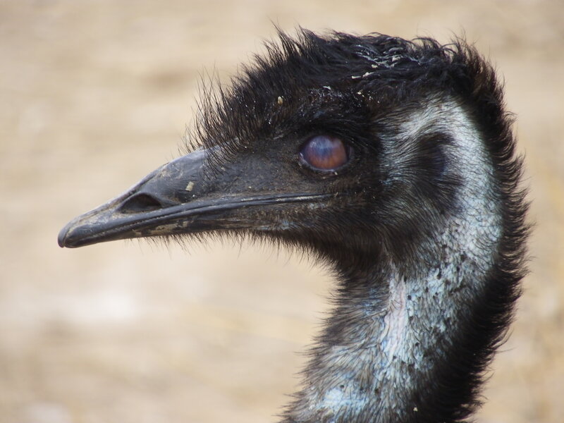 Close-up of an emu's head