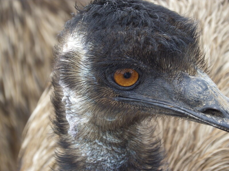 Close-up of an emu's head