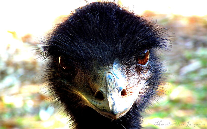Close-up of an emu's head