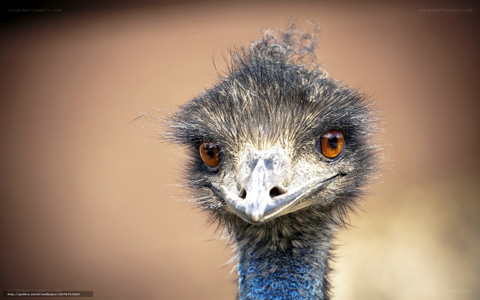 Close-up of an emu's head