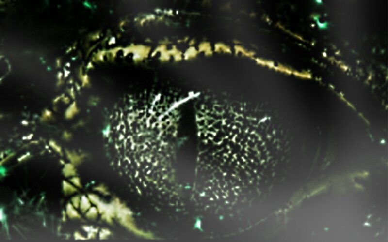 close-up of an eye