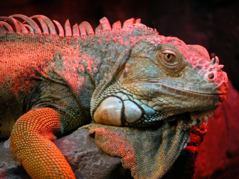 Close-up of an iguana