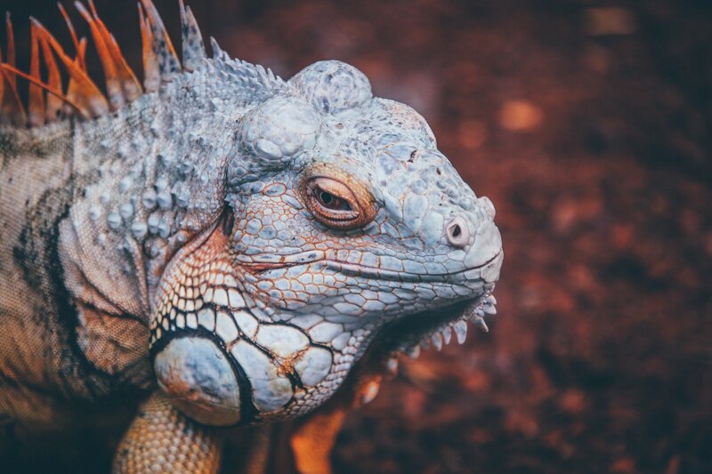 Close-up of an iguana