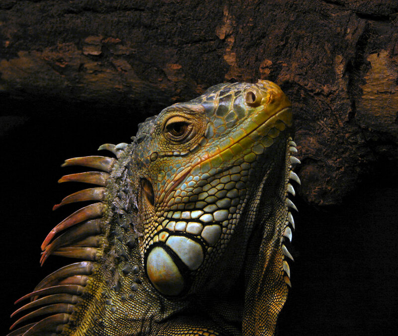 Close-up of an iguana