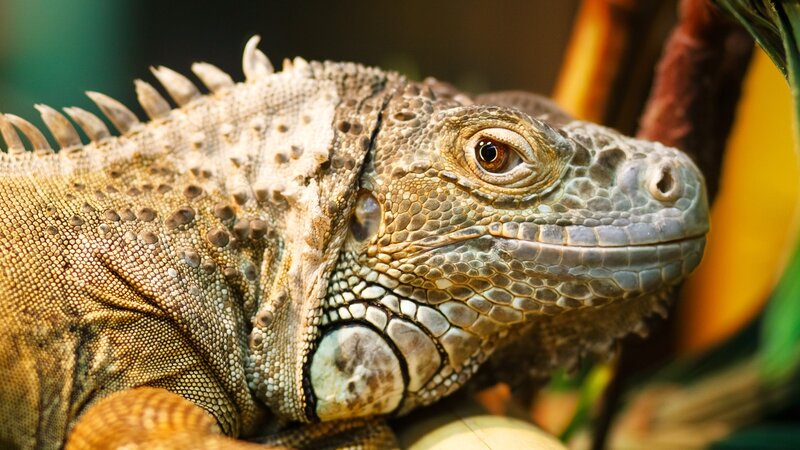 close-up of an iguana