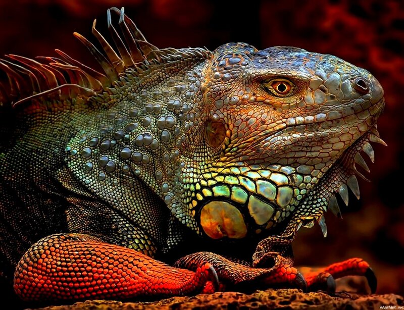Close-up of an iguana