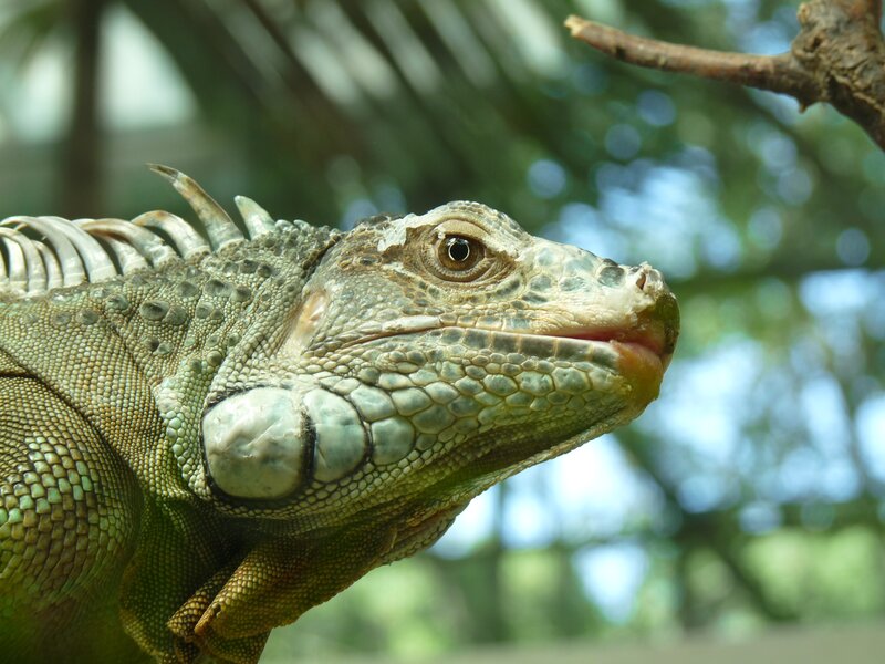 Close-up of an iguana