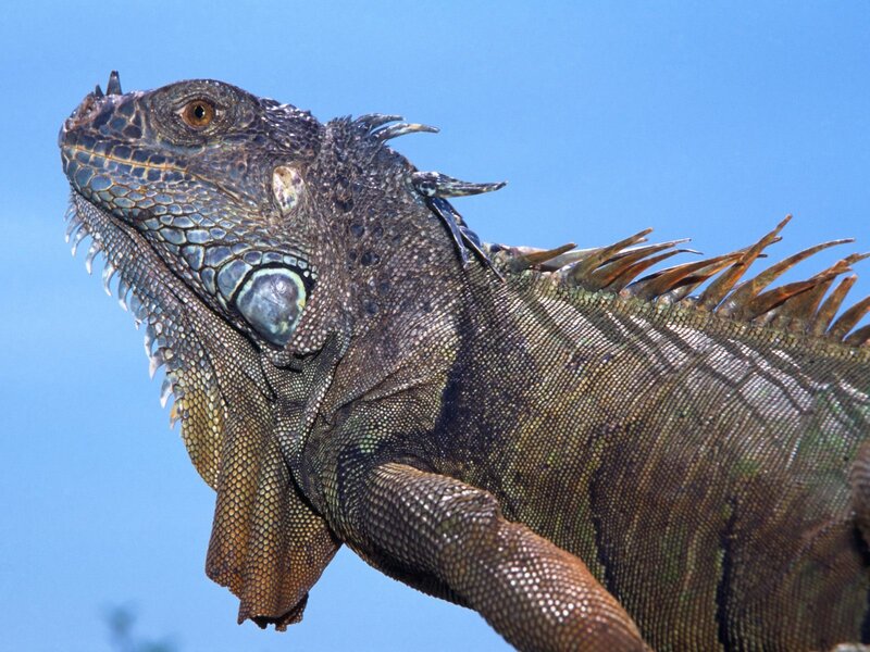 Close-up of an iguana