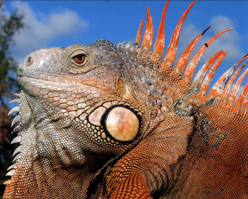 Close-up of an iguana