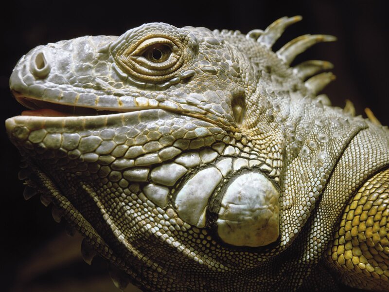 Close-up of an iguana head
