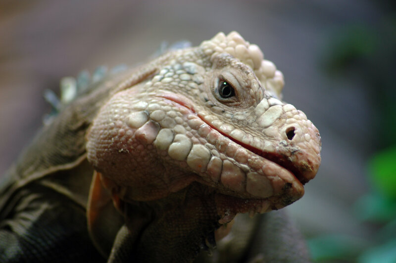 close-up of an iguana head