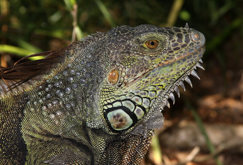 Close-up of an iguana head