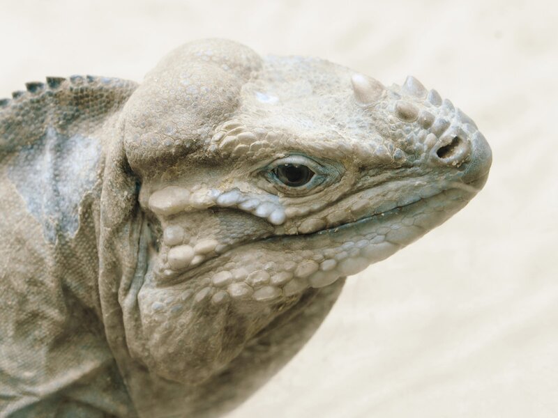 close-up of an iguana head