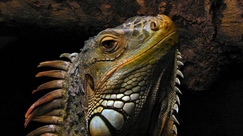 close-up of an iguana head