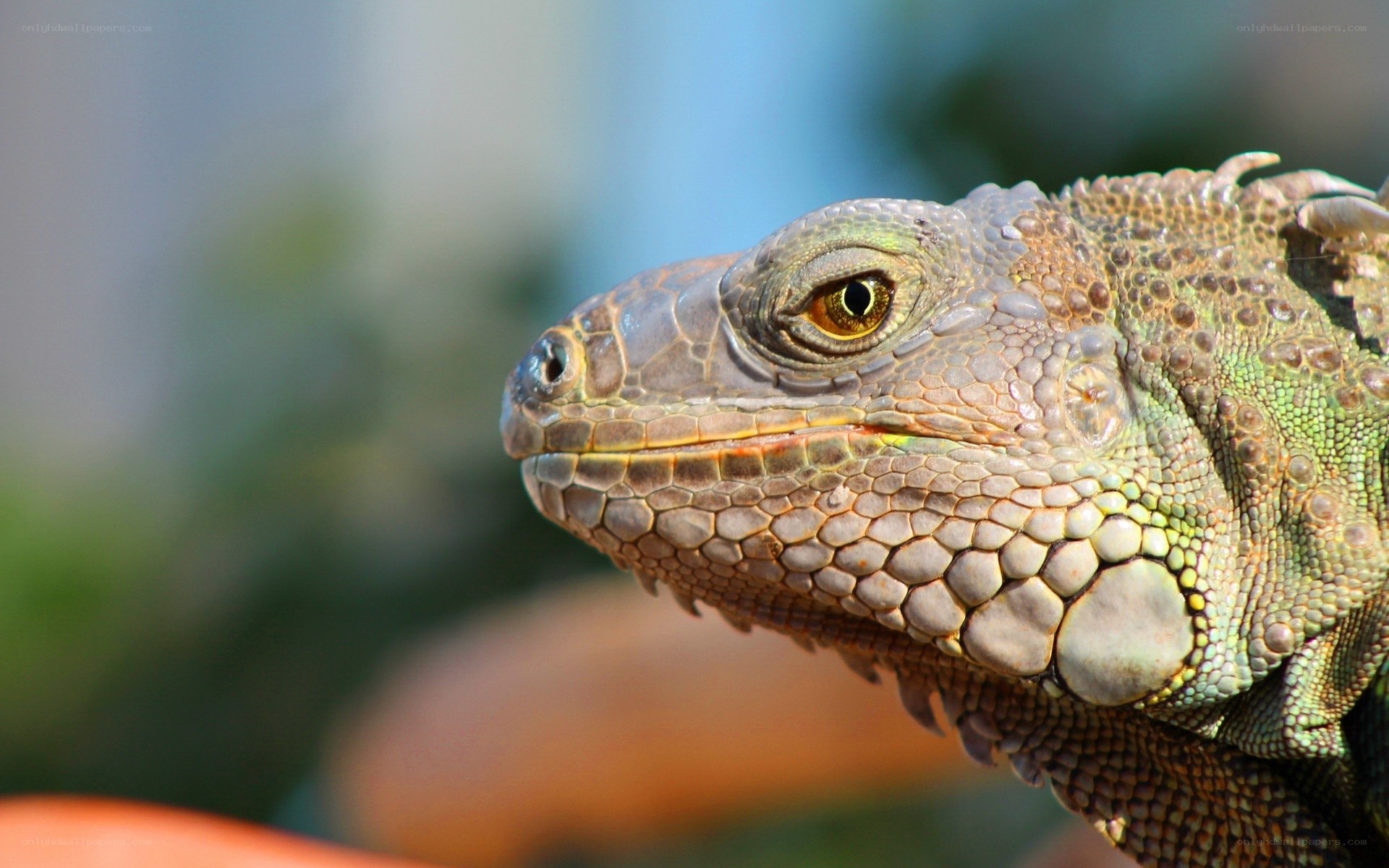 close-up of an iguana head