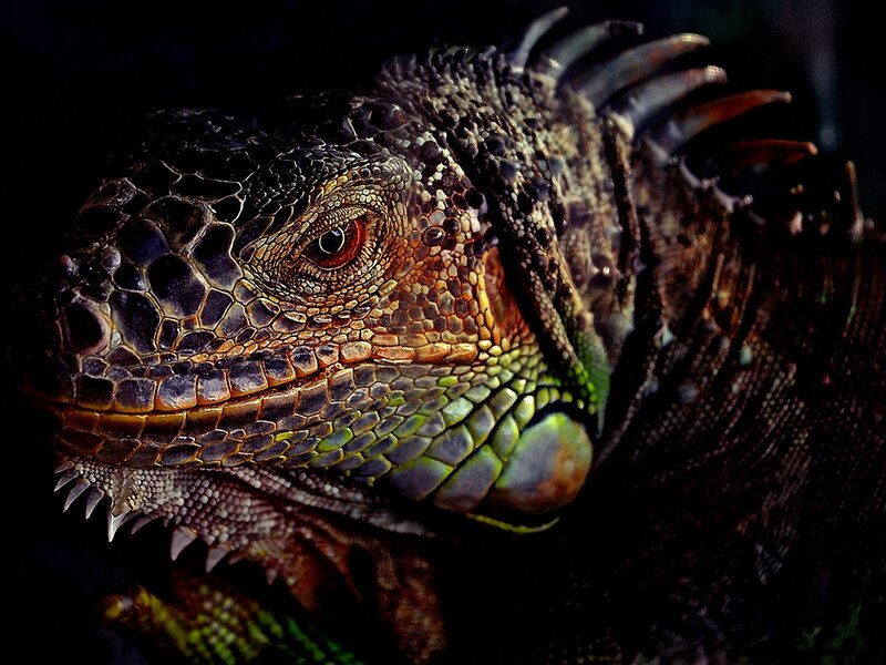 Close-up of an iguana's head