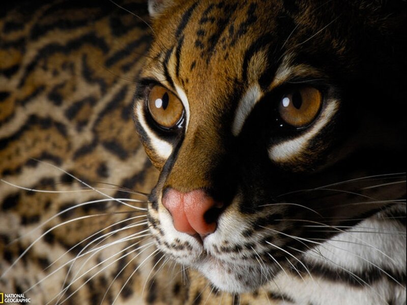 Close-up of an ocelot