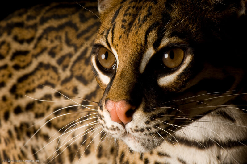 Close-up of an ocelot