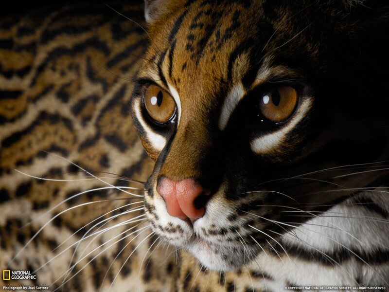 Close-up of an ocelot