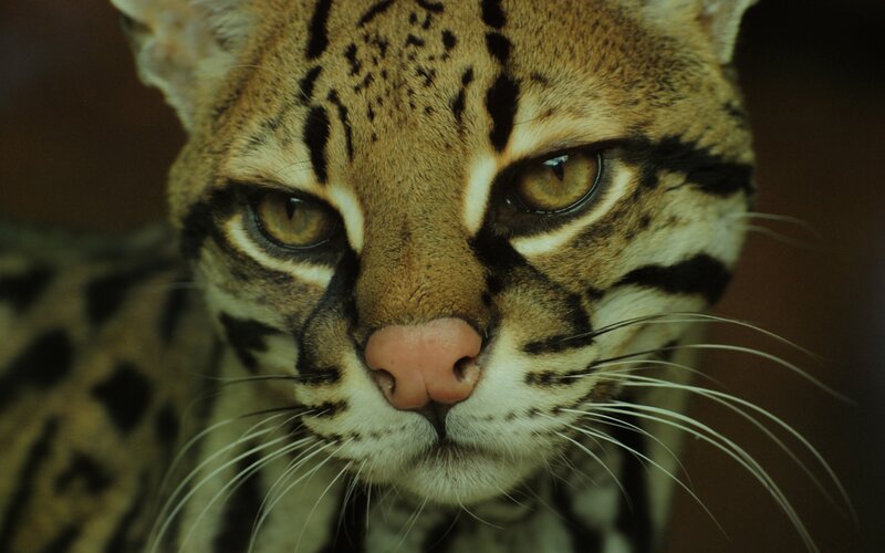 Close-up of an ocelot